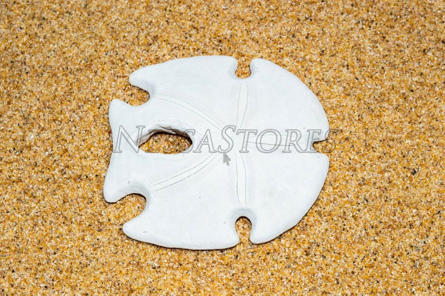 White Real Arrowhead Sand Dollar Sea Shell Craft Weddings 3"- 4"(2 pcs)#JC-59