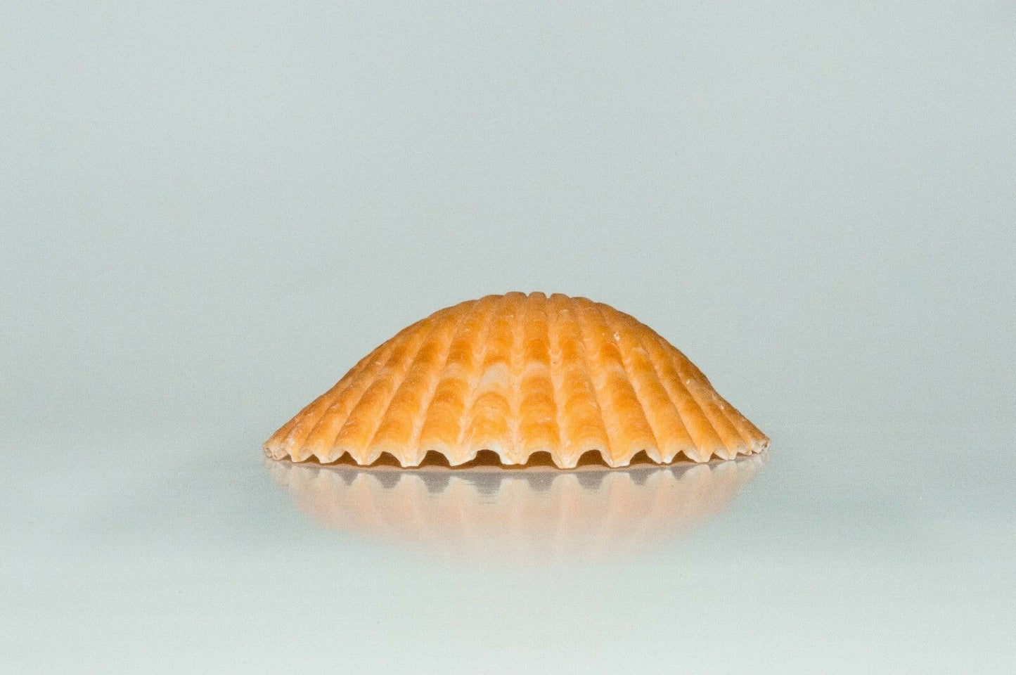 Orange Pecten Sea Shell Beach Craft Scallop 2" - 3" (50 PCS )