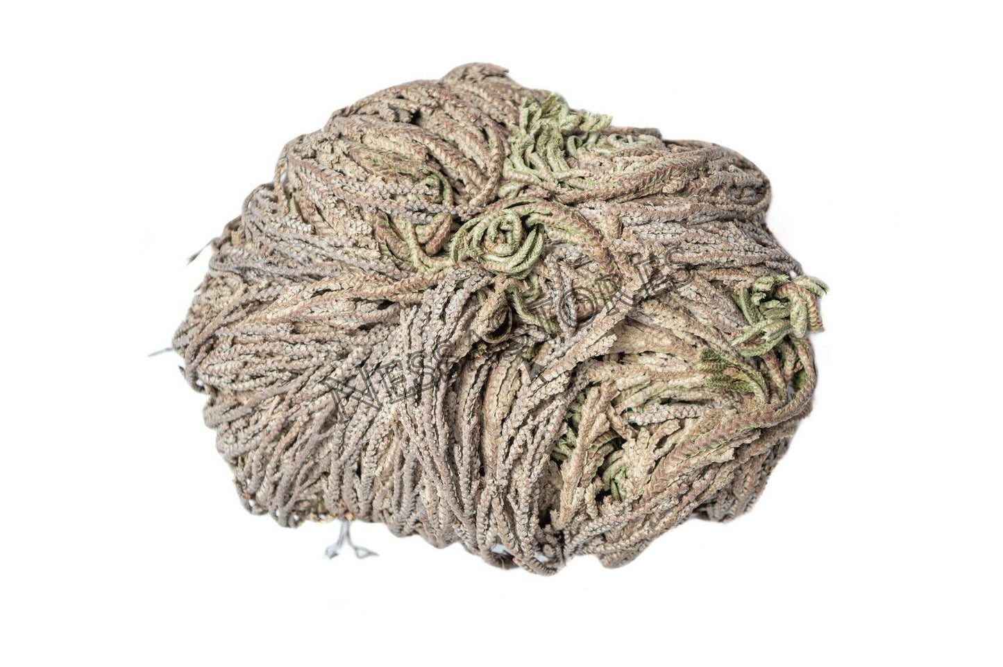 NessaStores Rose Of Jericho 2"-4" Resurrection Plant (10 pcs) #JC-164