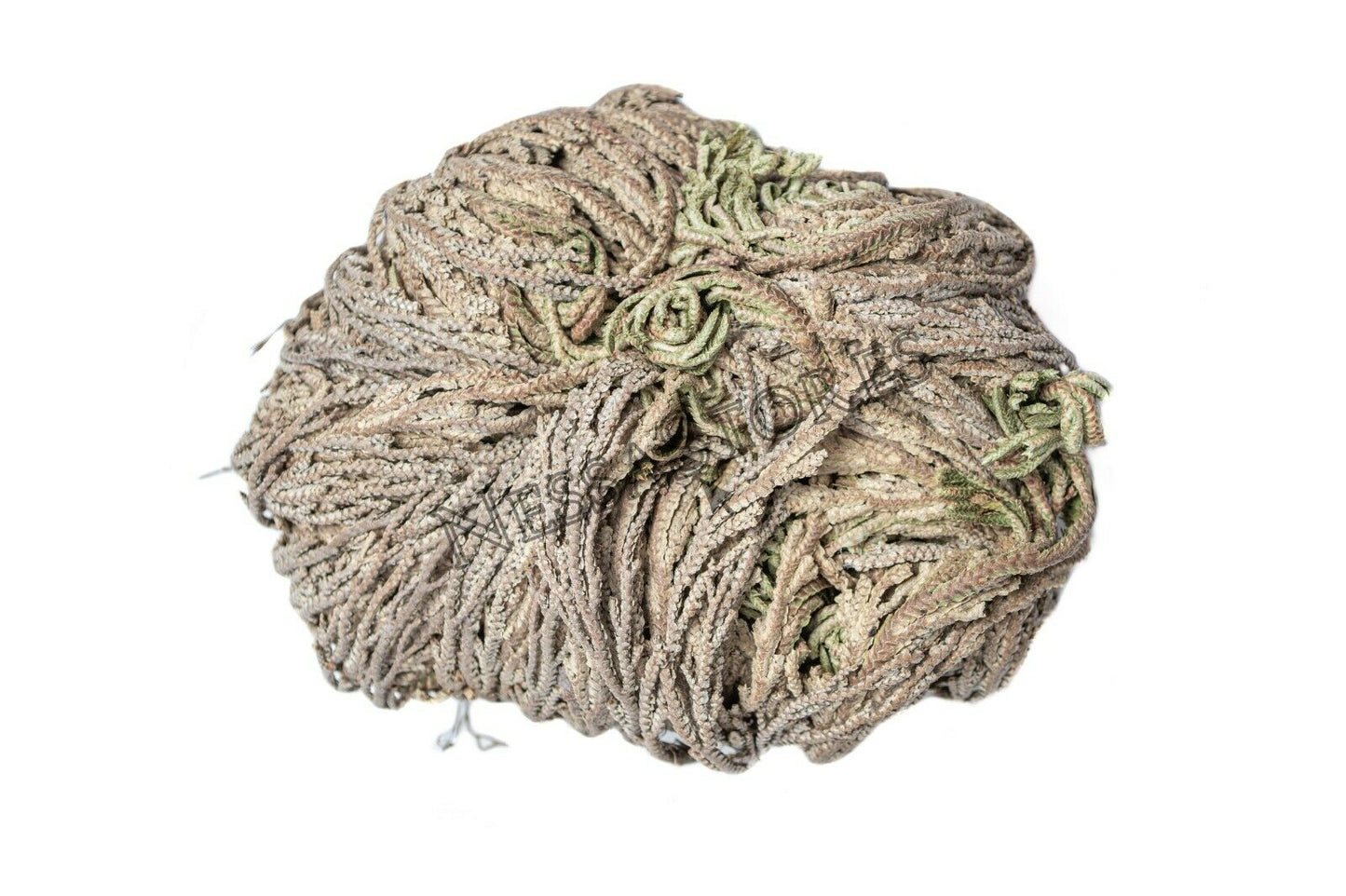 NessaStores Rose Of Jericho 3"-4" Resurrection Plant (1 pc) #JC-164