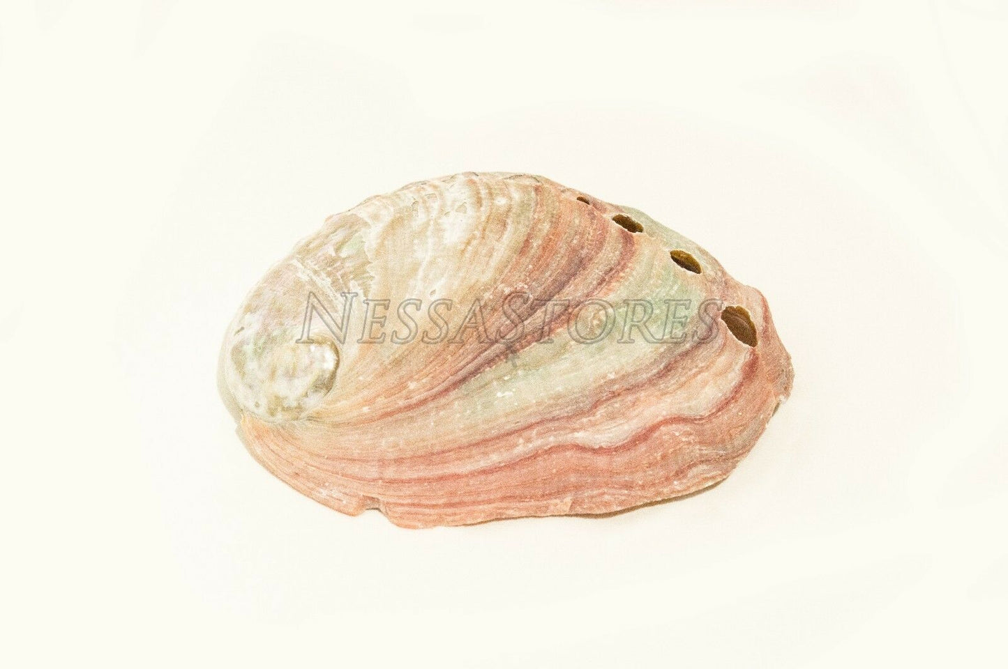 NessaStores Red Abalone Sea Shell One Side Polished Beach Craft 2-3"(12 pcs)#-20