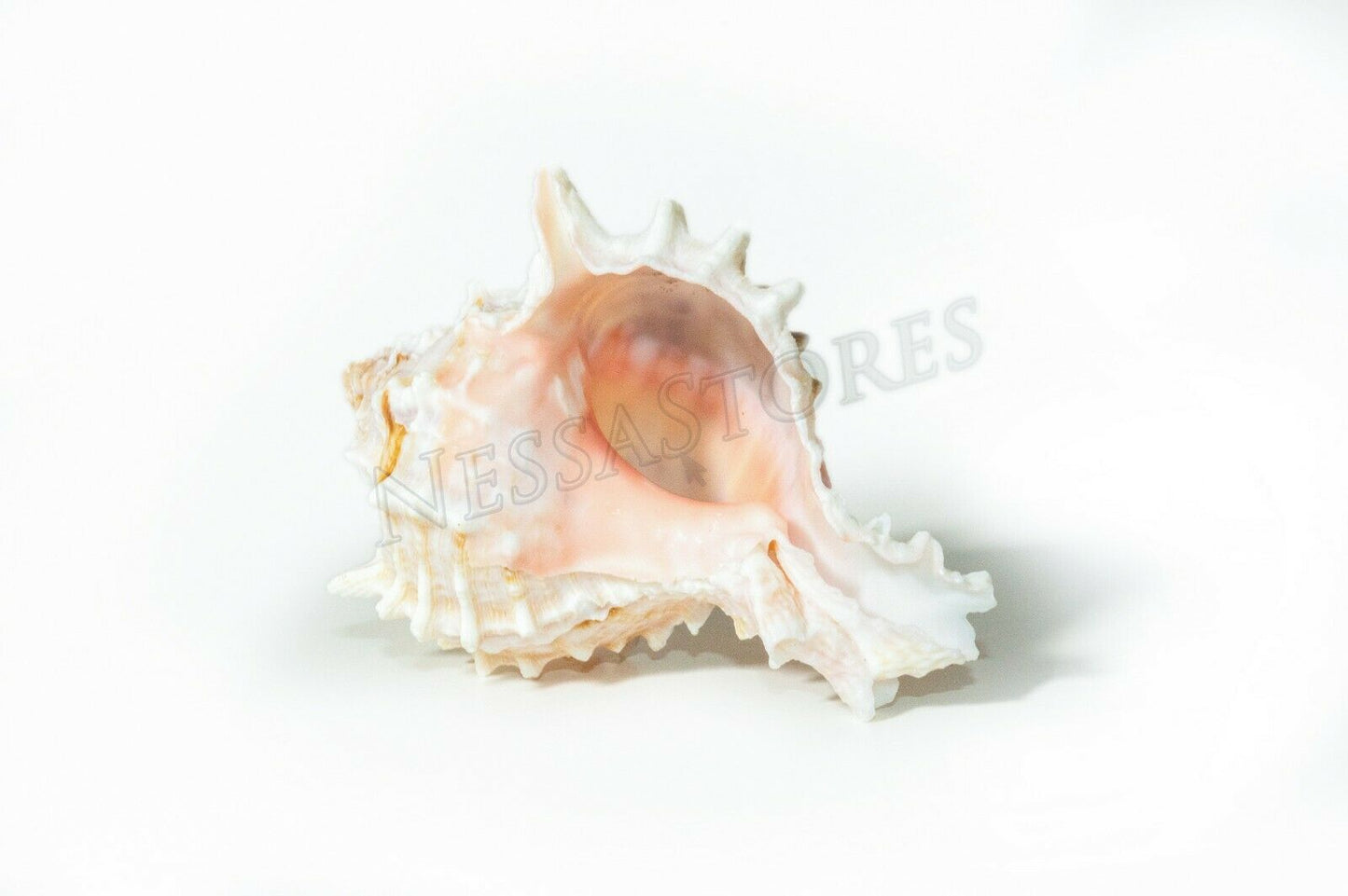 Pink Murex Phyllonotus erythrostomu Hermit Crab Sea Shell 2" - 3" (60 pcs)#JC-39