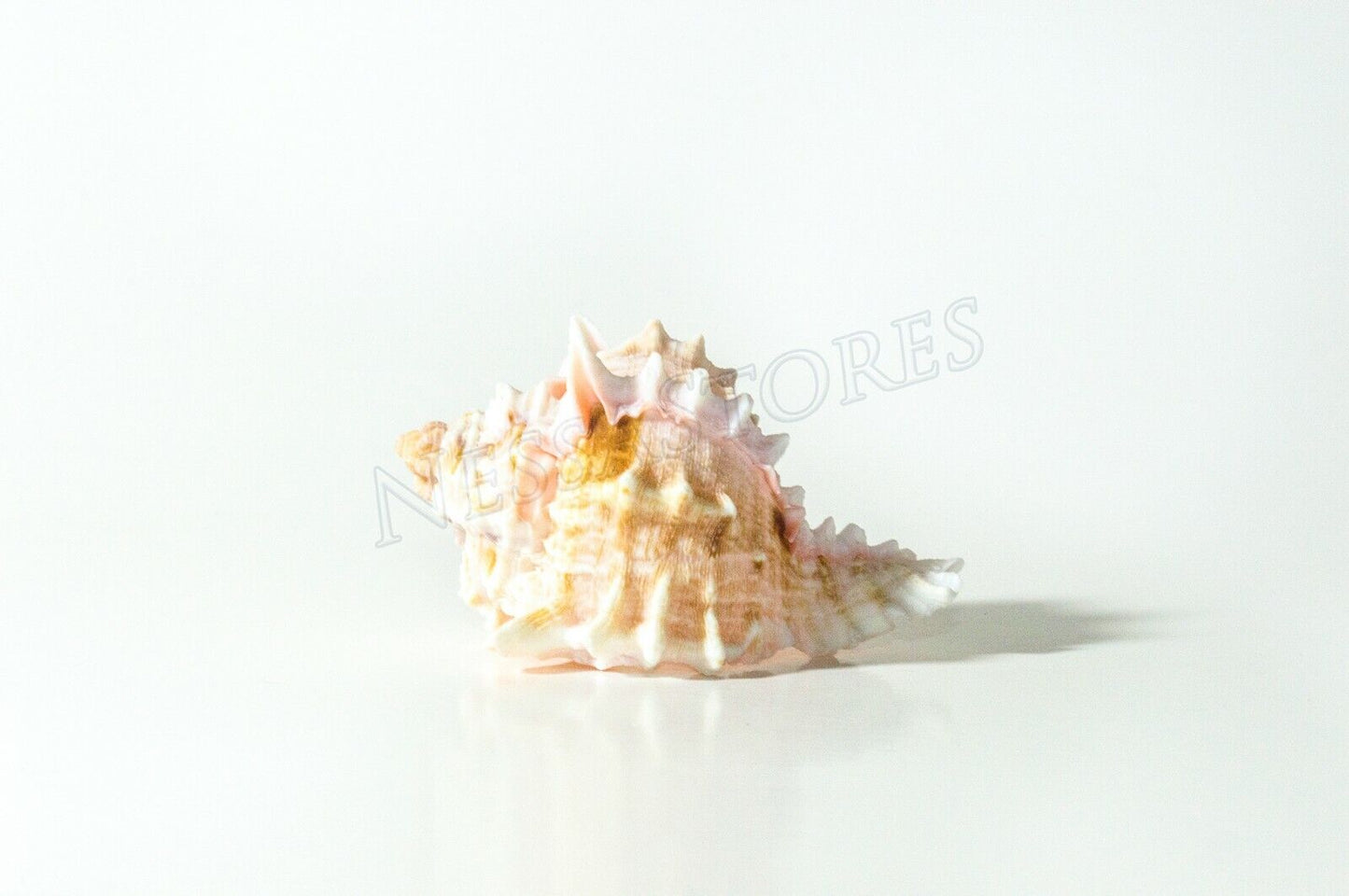 Pink Murex Phyllonotus erythrostomu Hermit Crab Sea Shell 2"-3" (12 pcs) #JC-039