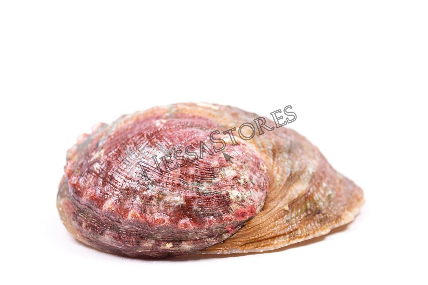 Threaded Abalone Sea Shell One Side Polished Beach Craft 4" - 5" (1 pc) #JC-155