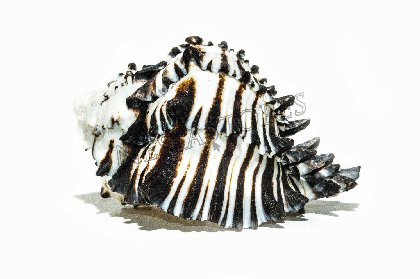 Black Murex Phyllonotus erythrostomu Hermit Crab Sea Shell 5" - 6" (1 pc) #JC-35