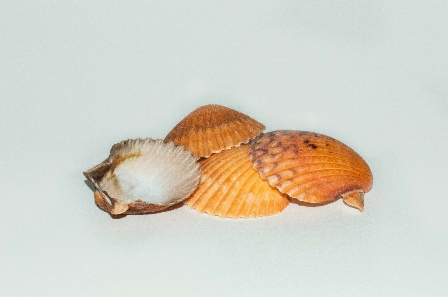 Orange Pecten Sea Shell Beach Craft Scallop 2" - 3" (4 PCS ) #JC-31