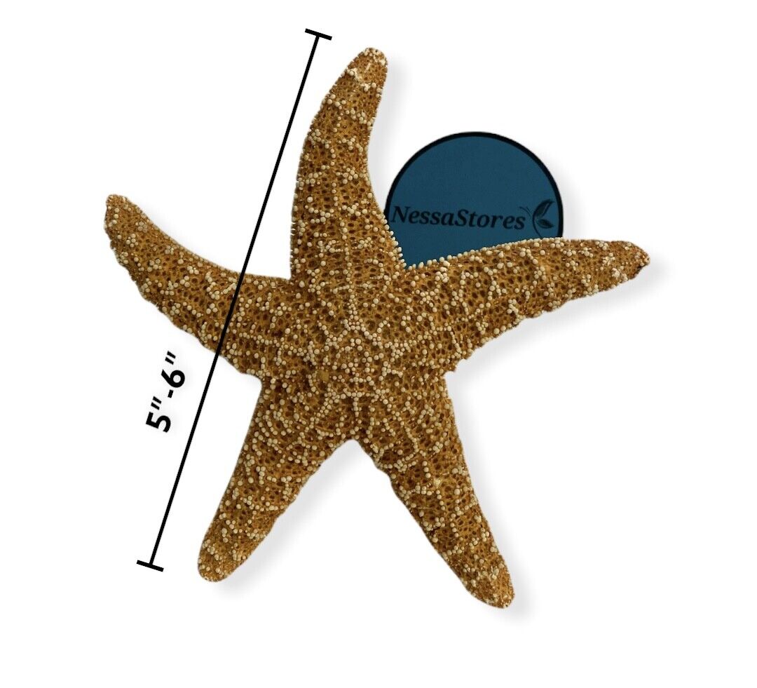 NessaStores Sugar Starfish Sea Shell Wedding Real Craft 5" - 6" (3 pcs) #JC-215