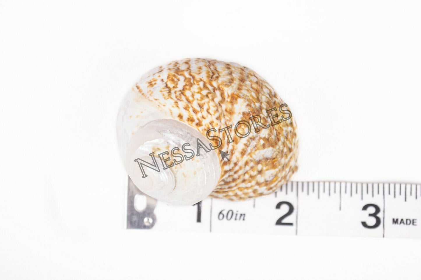 Mexican Turbo Sea Shell Beach Craft Hermit Crab 1 1/2" - 2 1/2" (120 PCS) #JC-34