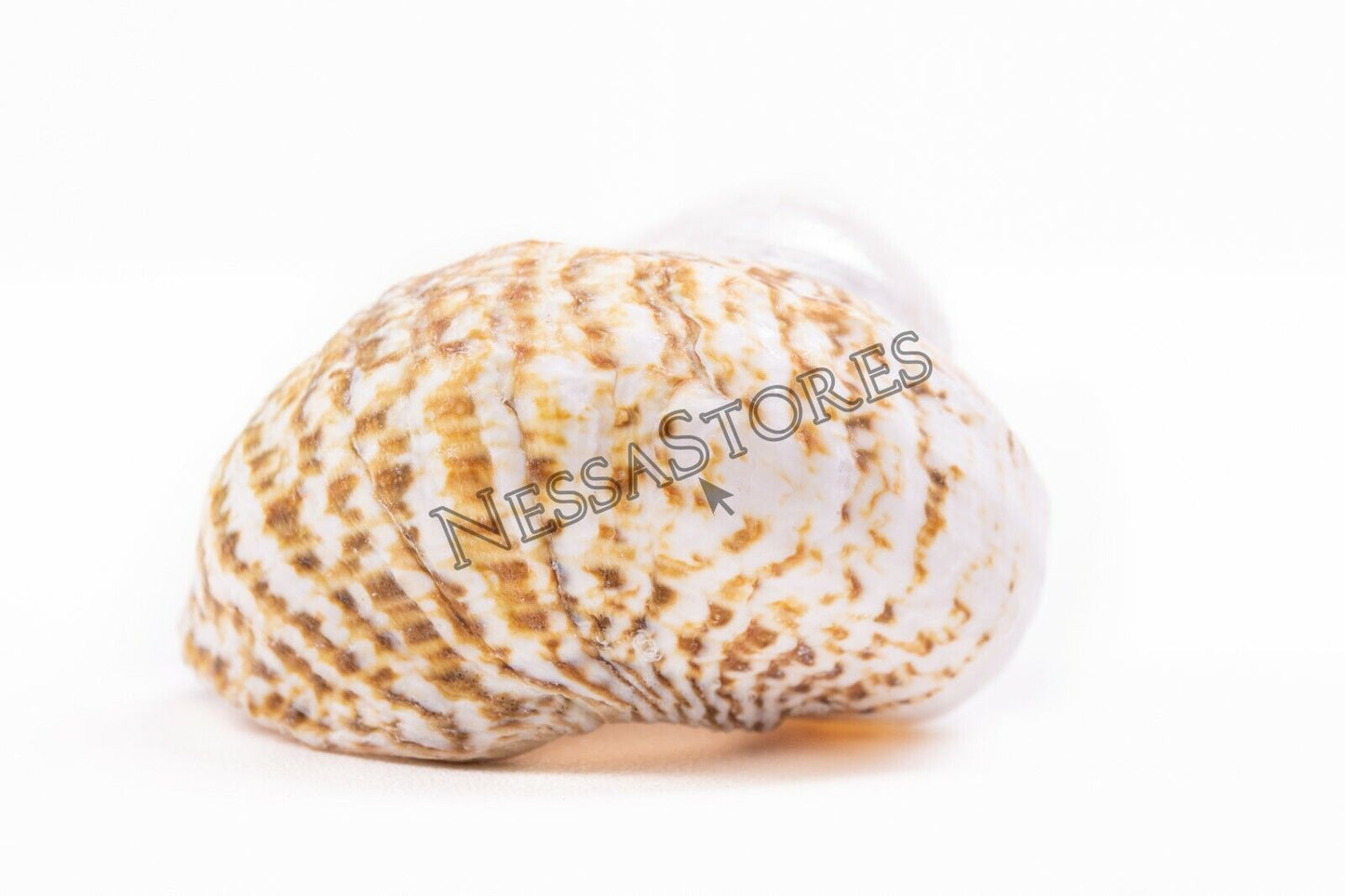 Mexican Turbo Sea Shell Beach Craft Hermit Crab 1 1/2" - 2 1/2" (5 PCS ) #JC-034