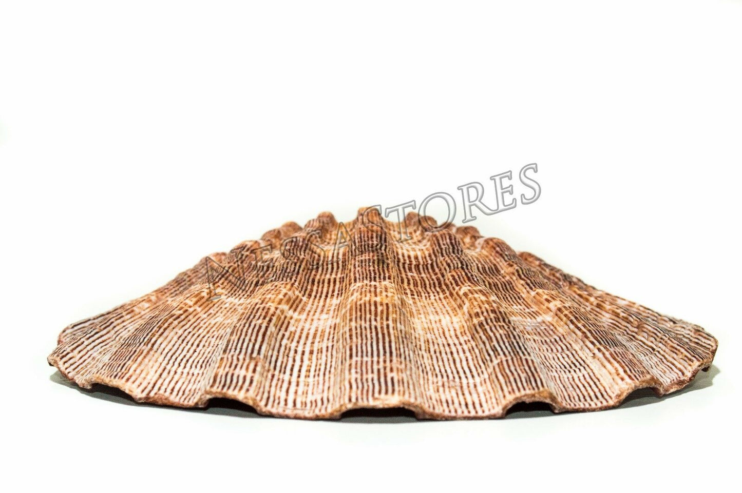 Natural Lion Paw Scallop Nautical Dish Beach Craft Sea Shell 5"- 6"(3 pcs)#JC-25