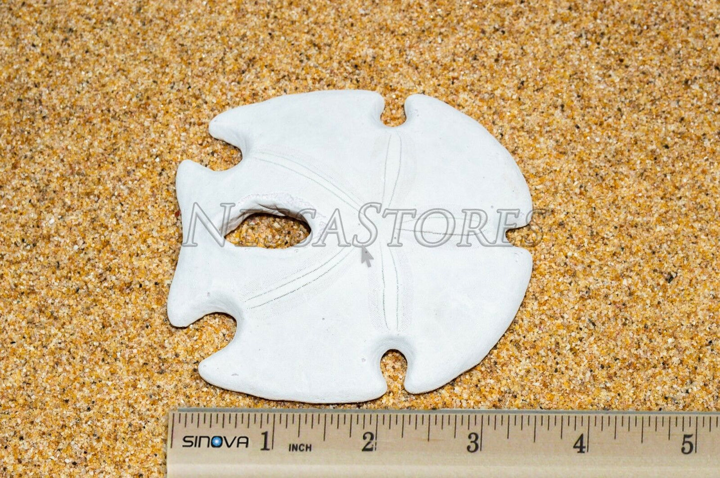 White Real Arrowhead Sand Dollar Sea Shell Craft Weddings 3"- 4"(2 pcs)#JC-59