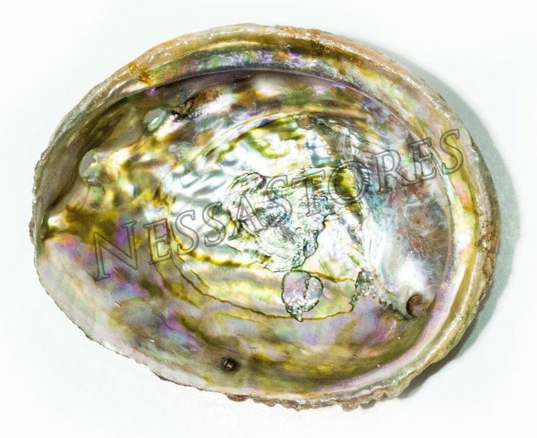 Pink Abalone Sea Shell One Side Polished Beach Craft 3" - 4" (1 pc) #JC-68