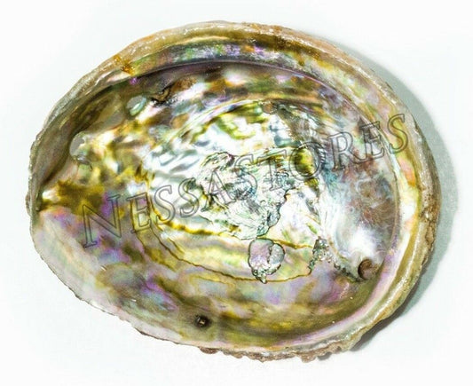 Pink Abalone Sea Shell One Side Polished Beach Craft 3" - 4" (1 pc) #JC-68