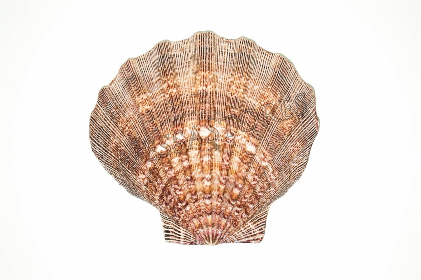 Natural Lion Paw Scallop Nautical Dish Beach Craft Sea Shell 5"- 6" (1 pc)#JC-25