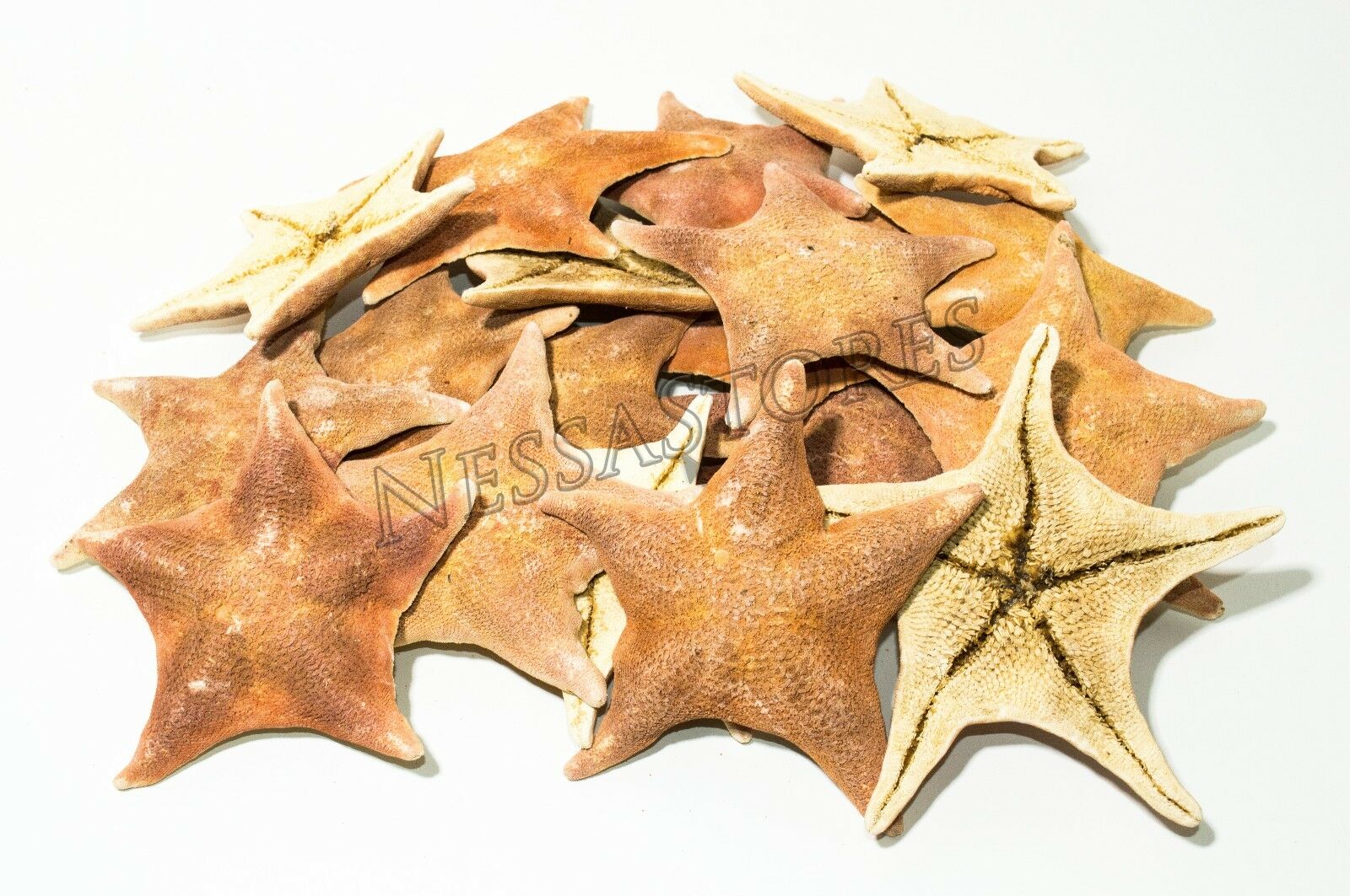 Bat Sea Shell Bat Starfish Sea Shell Beach Wedding Real Craft 4