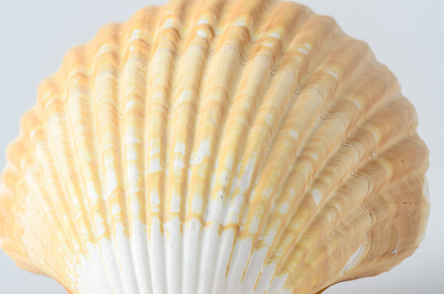 Mexican Deep Sea Shell Beach Craft Scallop 2 1/2" - 3" (4 PCS )#JC-32