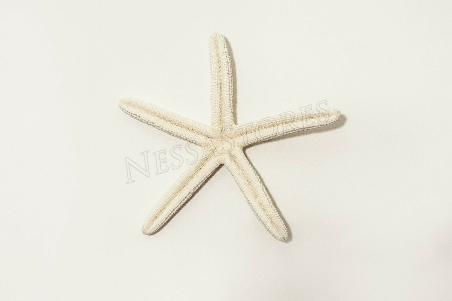 White Finger Starfish Sea Shell Bleached Finger 5" - 6" ( 1 pc )#JC-50