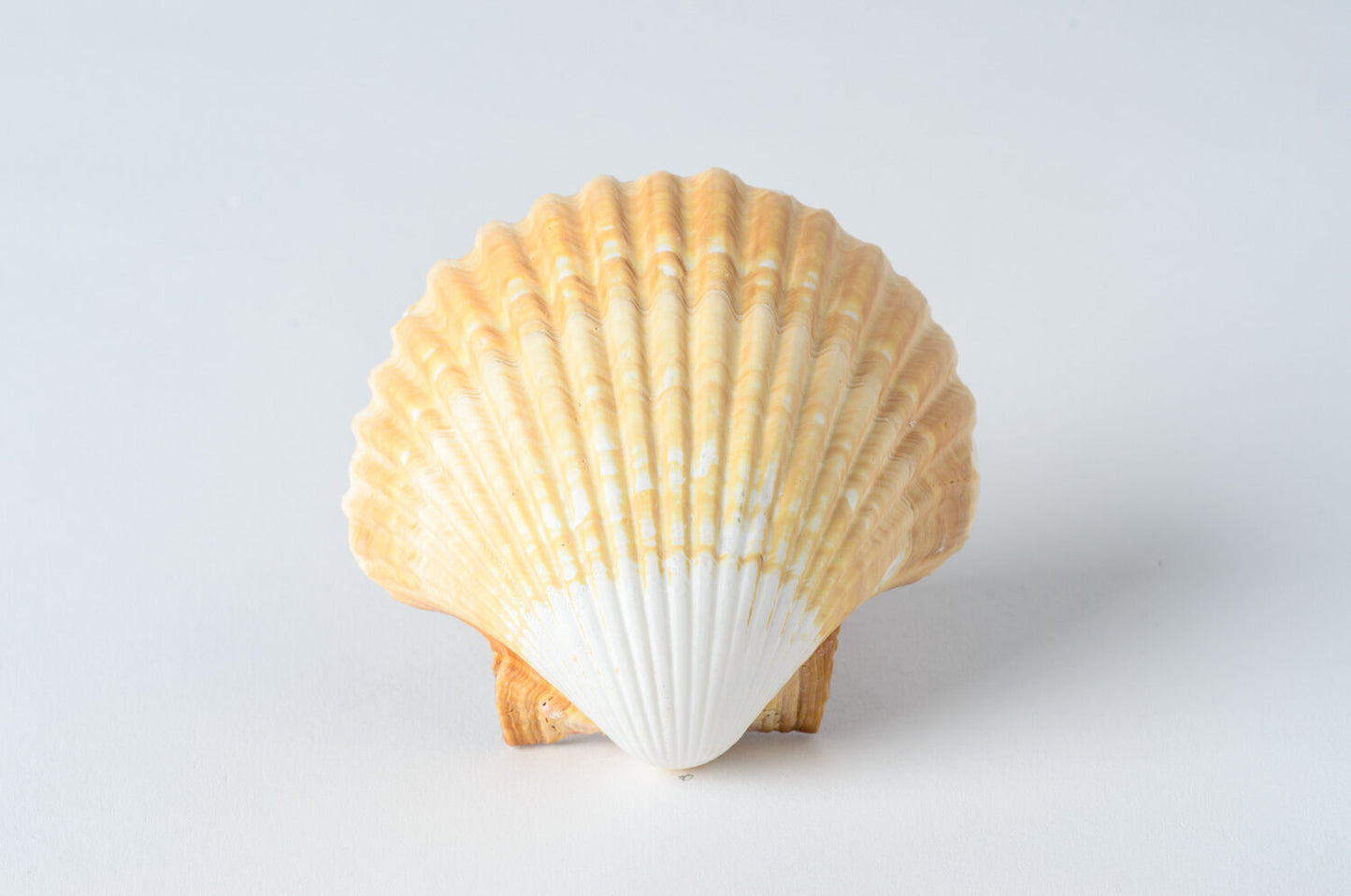 Mexican Deep Sea Shell Beach Craft Scallop 2 1/2" - 3" (150 PCS ) #JC-32