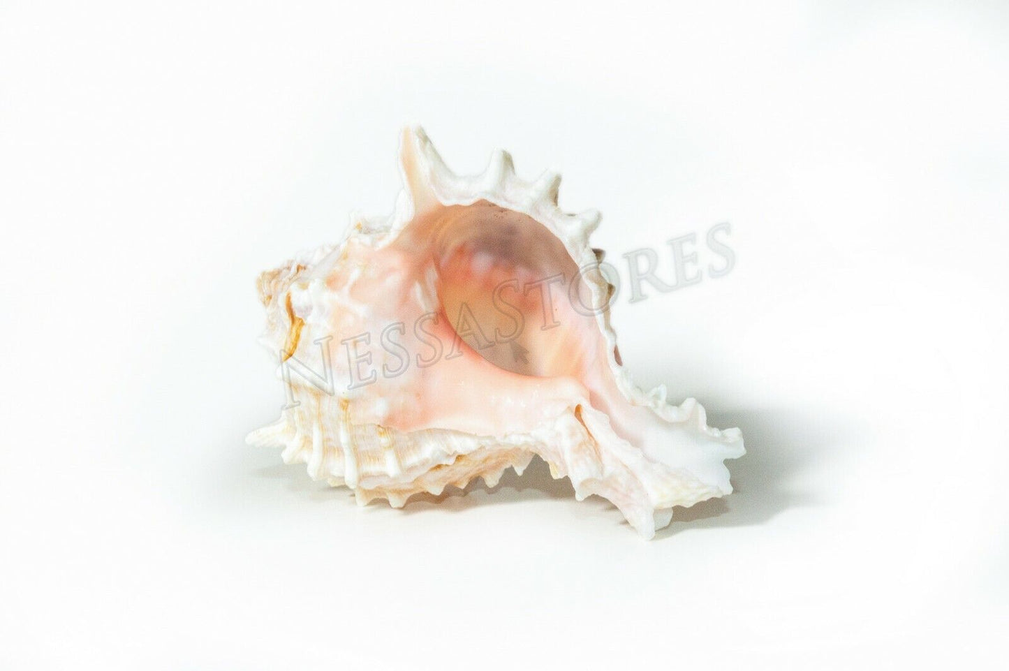 Pink Murex Phyllonotus erythrostomu Hermit Crab Sea Shell 2"-3" (12 pcs) #JC-039