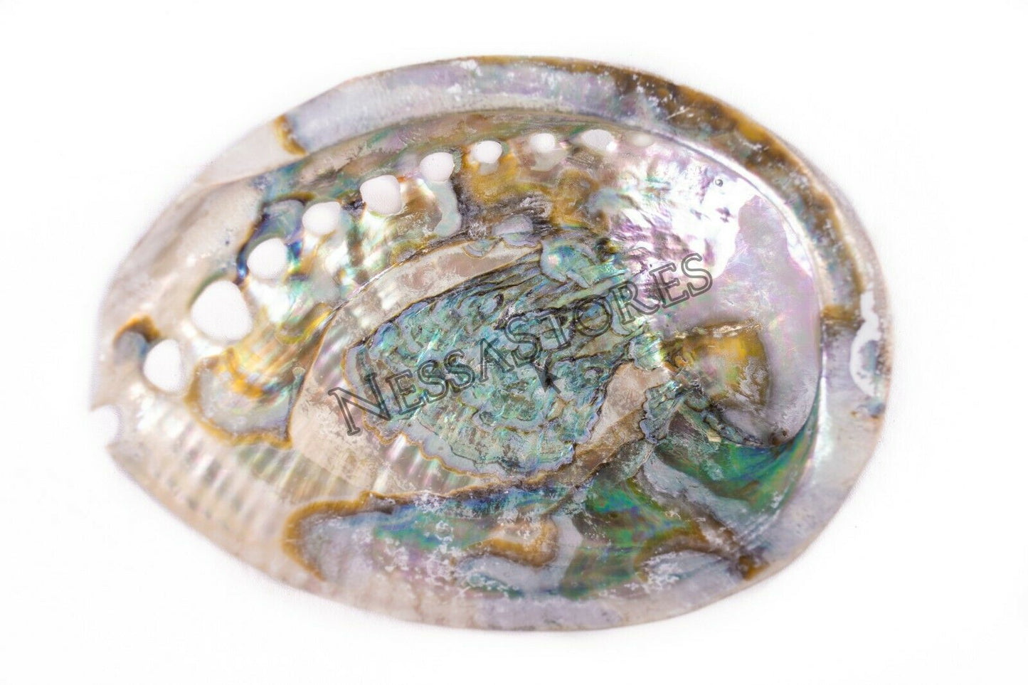 Green Abalone Sea Shell BOTH Side Polished Beach Craft 6" - 7" (2 pcs) #JC-67