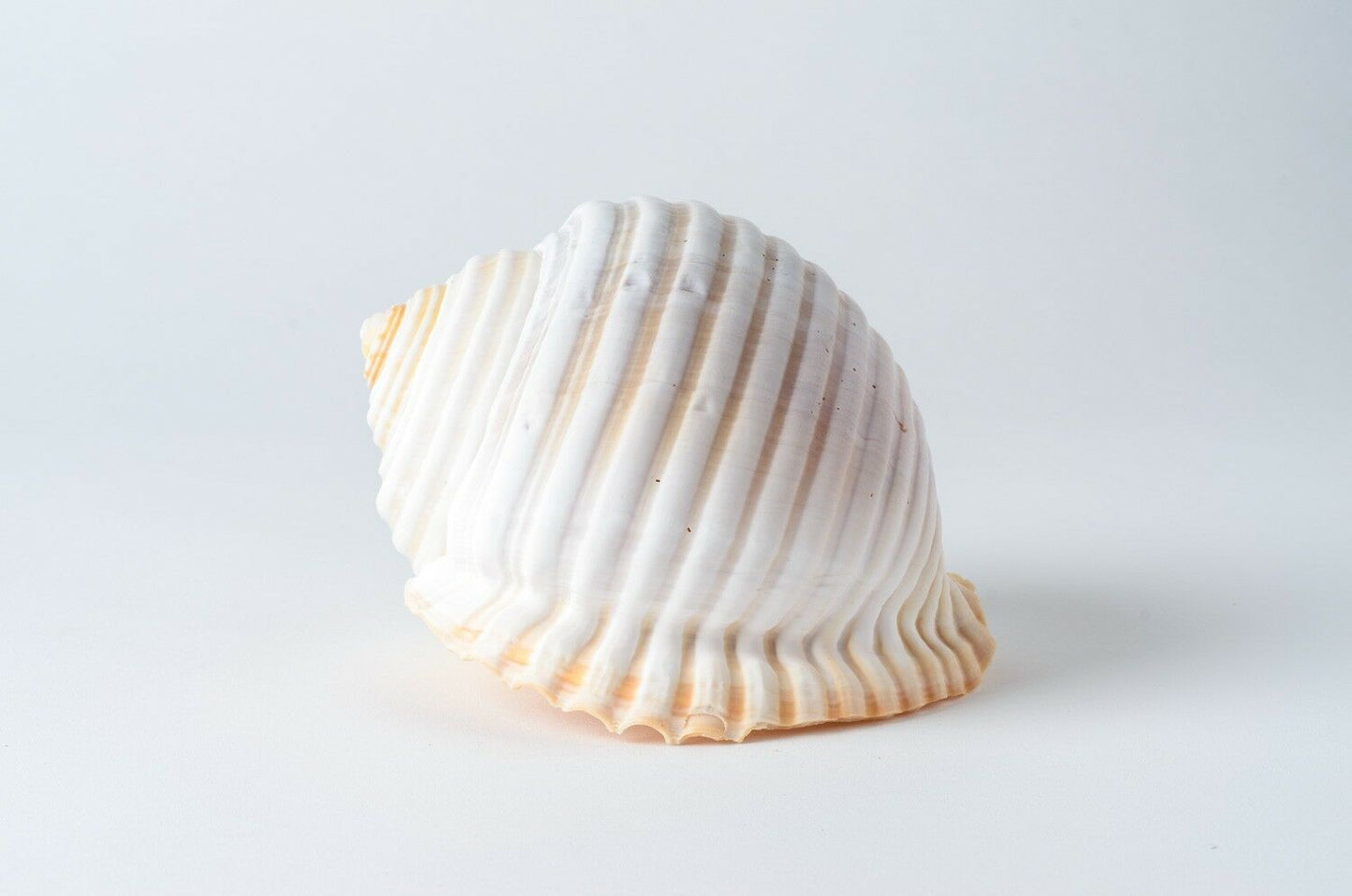 Grinning Tun Tonna Sea Shell Beach Decor 5" - 6" ( 1PC ) #JC-75