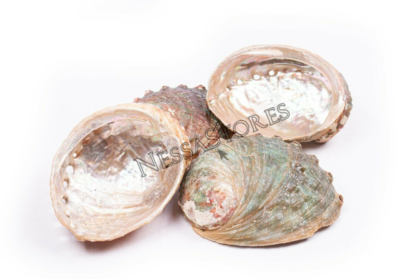 Threaded Abalone Sea Shell One Side Polished Beach Craft 4" - 5" (4 pcs) #JC-155