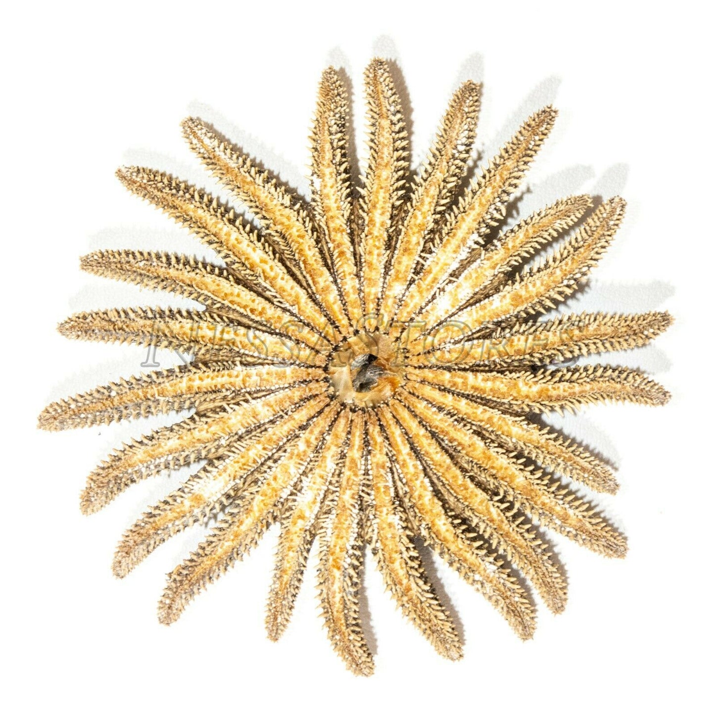 Multileg Sunflower Starfish Sea Shell Wedding Real Beach Craft 2-3"(4 pcs)#JC-52