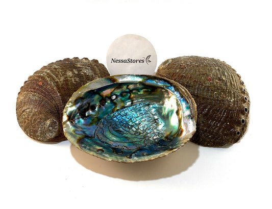 Green Abalone Sea Shell One Side Polished Beach Craft 6" - 7" (10 pcs) #JC-018