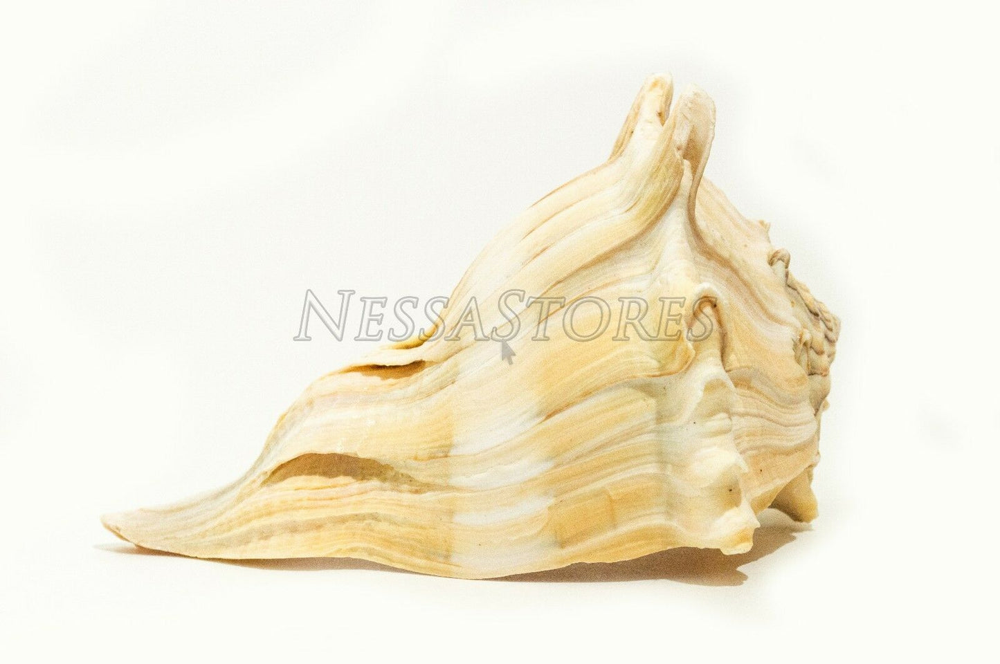 Natural Left Hand Whelk Sea Shell Beach Home Decor 7" - 8" (8 pcs)