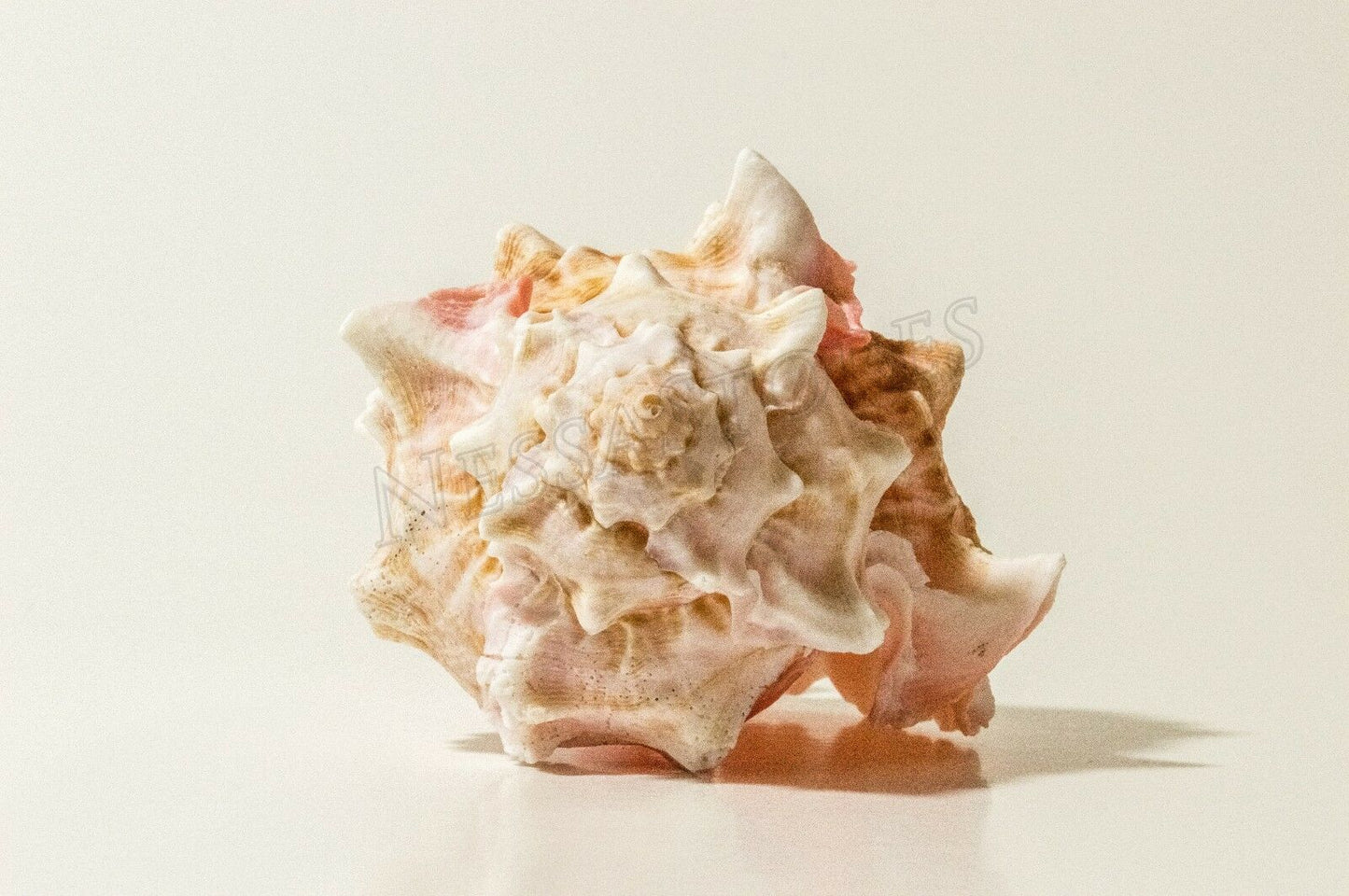 Pink Murex Phyllonotus erythrostomu Hermit Crab Sea Shell 4"-4 1/2"(2 pcs)#JC-42