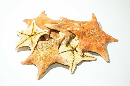 Bat Starfish Sea Shell Beach Wedding Real Craft 3" - 4" (7 pcs) #JC-53