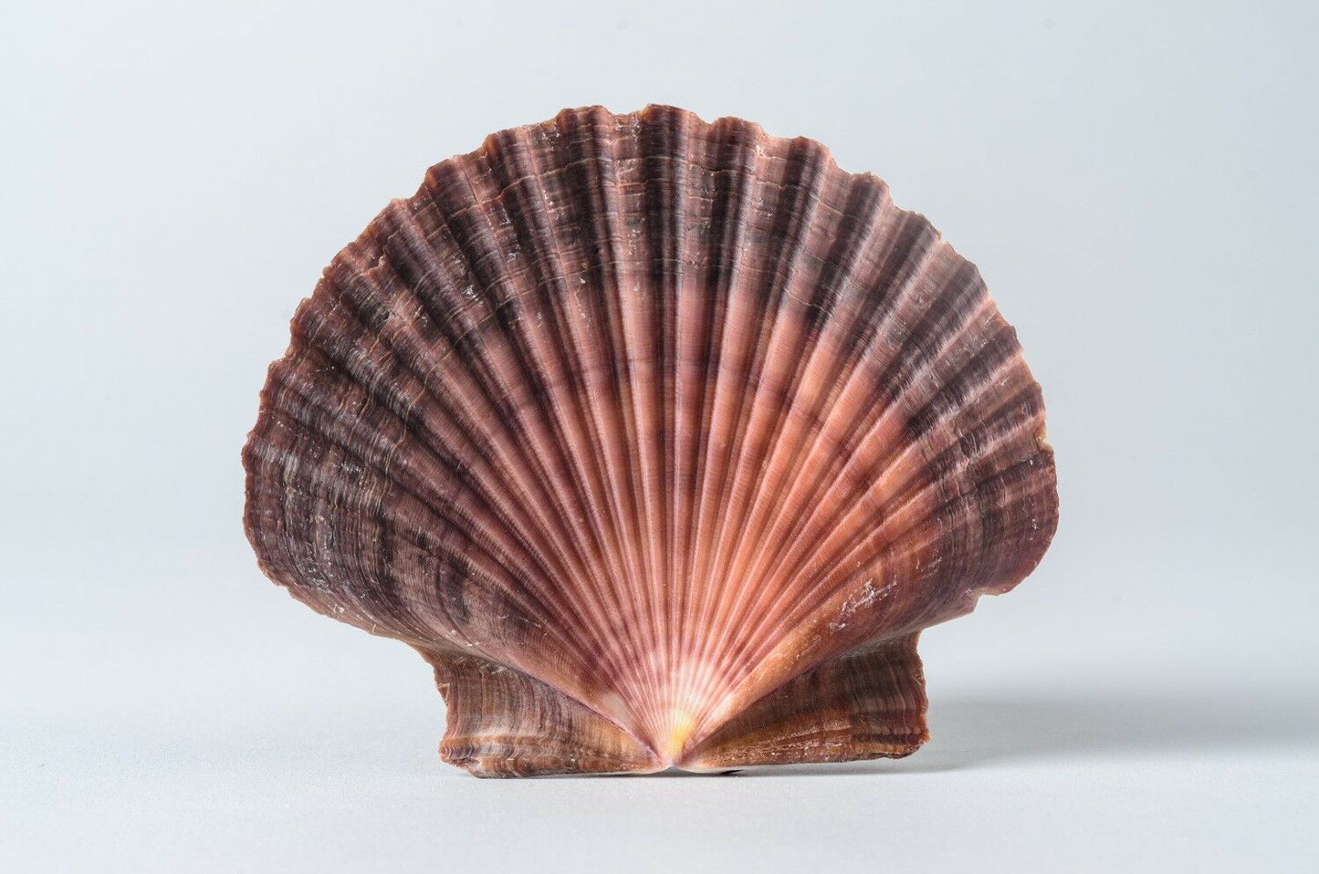 Mexican Flat Sea Shell Beach Craft Scallop 2" - 3" ( 10 PCS ) #JC-030