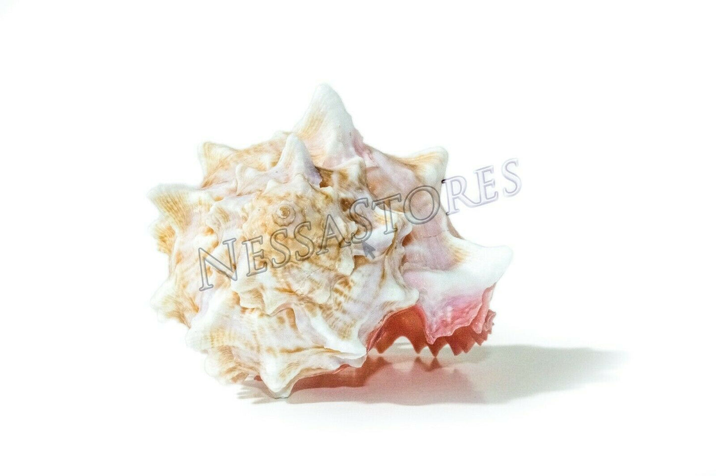 Pink Murex Phyllonotus erythrostomu Hermit Crab Sea Shell 3 1/2- 4"(3 pcs)#JC-41