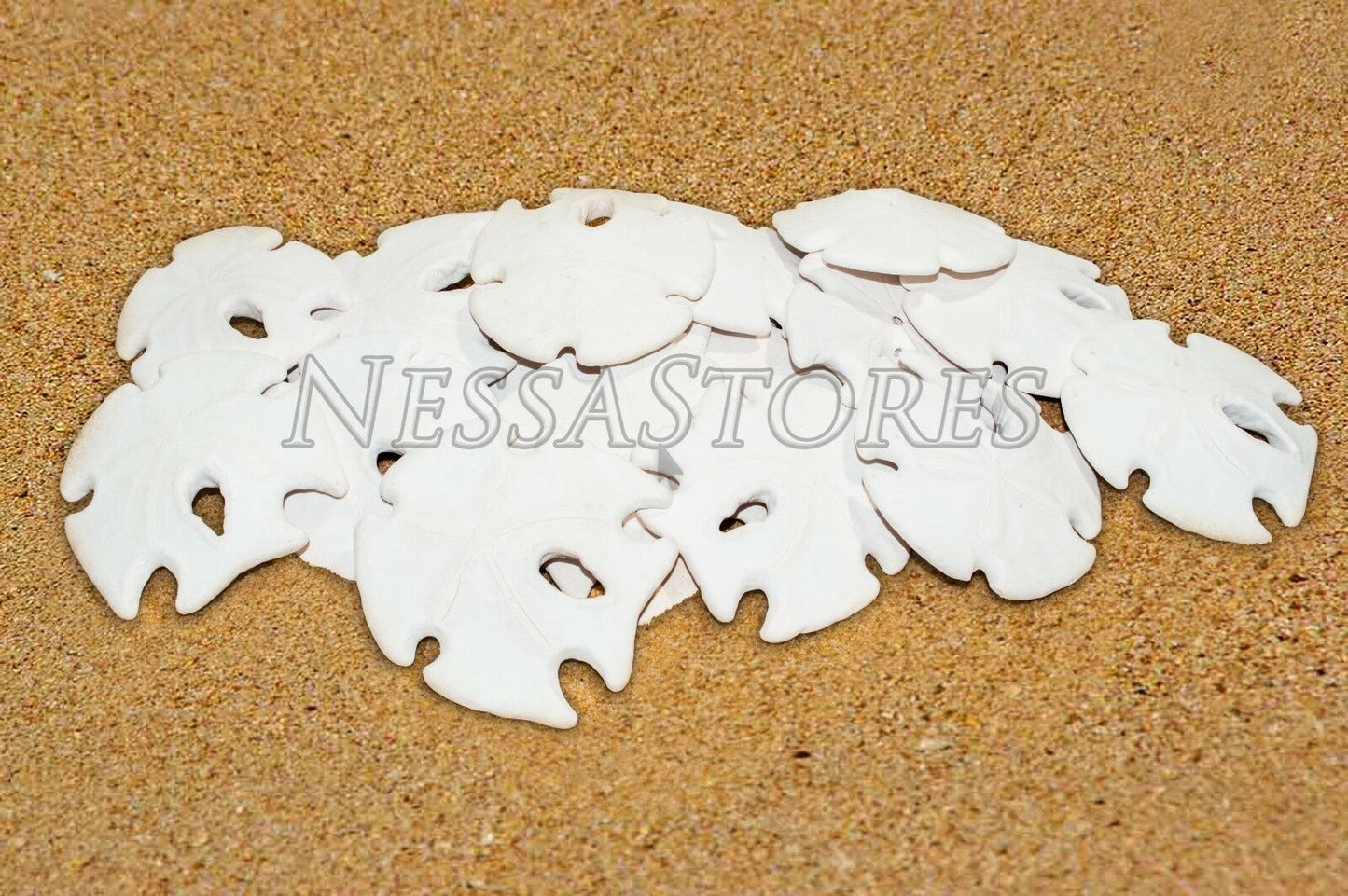 White Real Arrowhead Sand Dollar Sea Shell Craft Weddings 3" - 4"(80 pcs)#JC-59