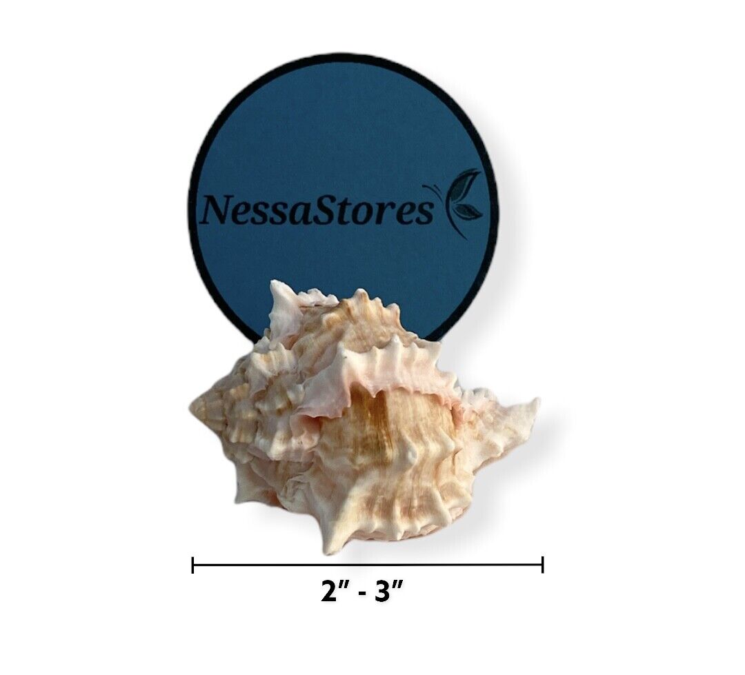 Pink Murex Phyllonotus erythrostomu Hermit Crab Sea Shell 2"-3" (12 pcs) #JC-039