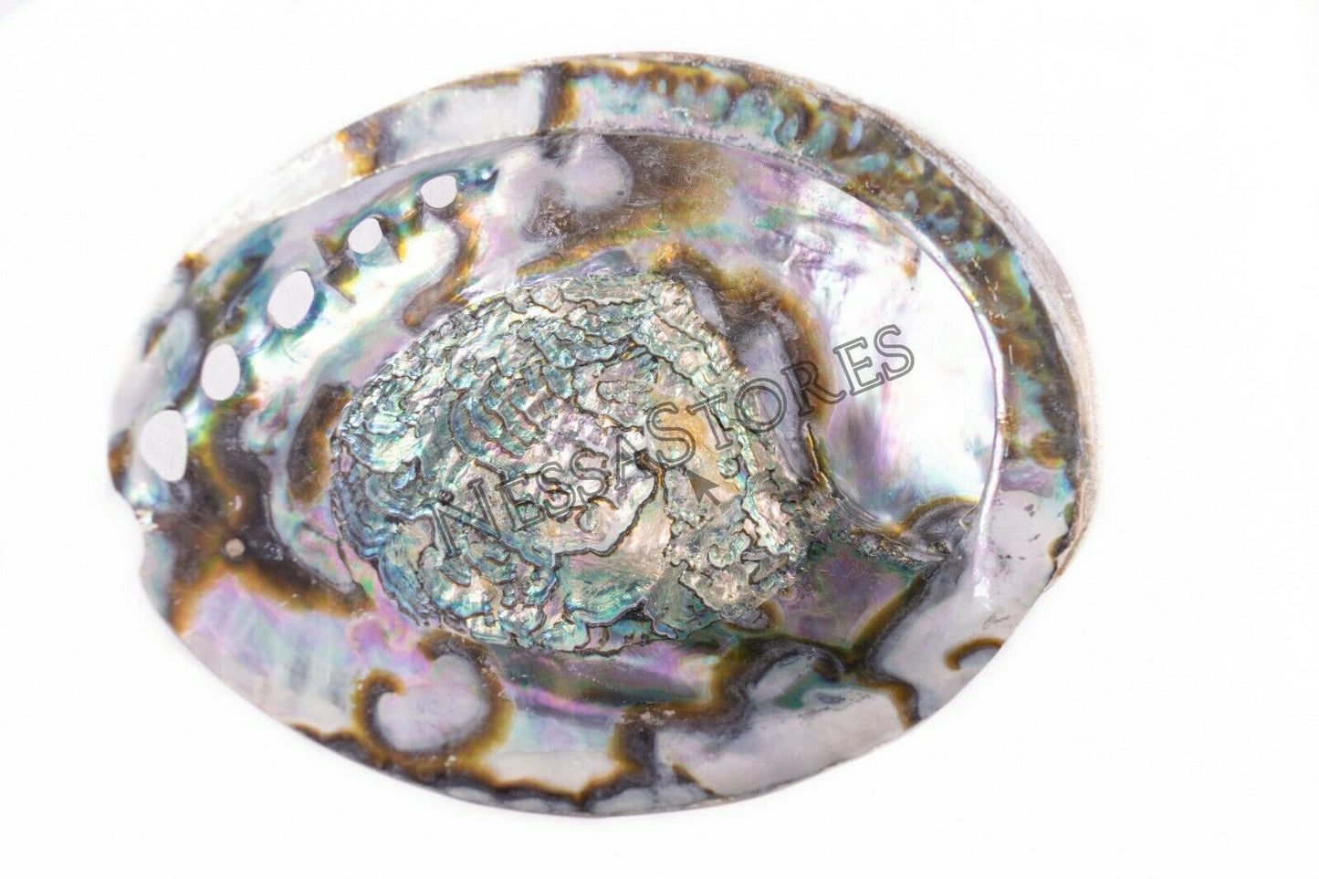 Green Abalone Sea Shell BOTH Side Polished Beach Craft 7" - 8" (2 pcs) #JC-143