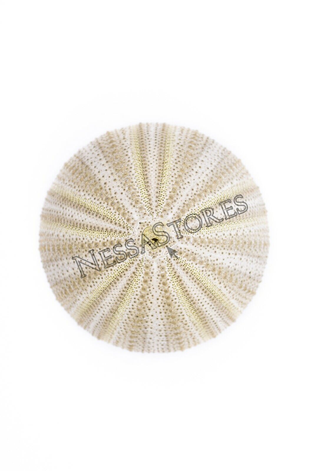 Green Sea Urchins Seashells Beach Wedding Nautical Craft 1" -2" (3 pcs)#JC-29