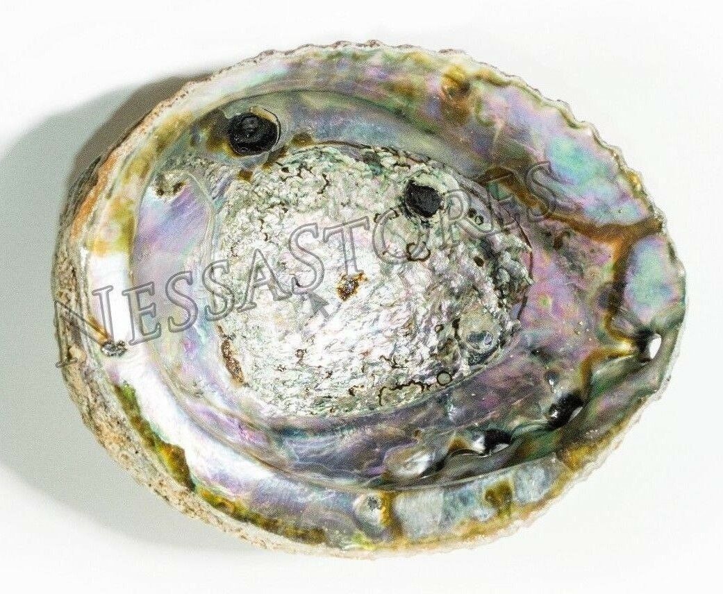 Pink Abalone Sea Shell One Side Polished Beach Craft 6" - 7" (1 pc)#JC-13