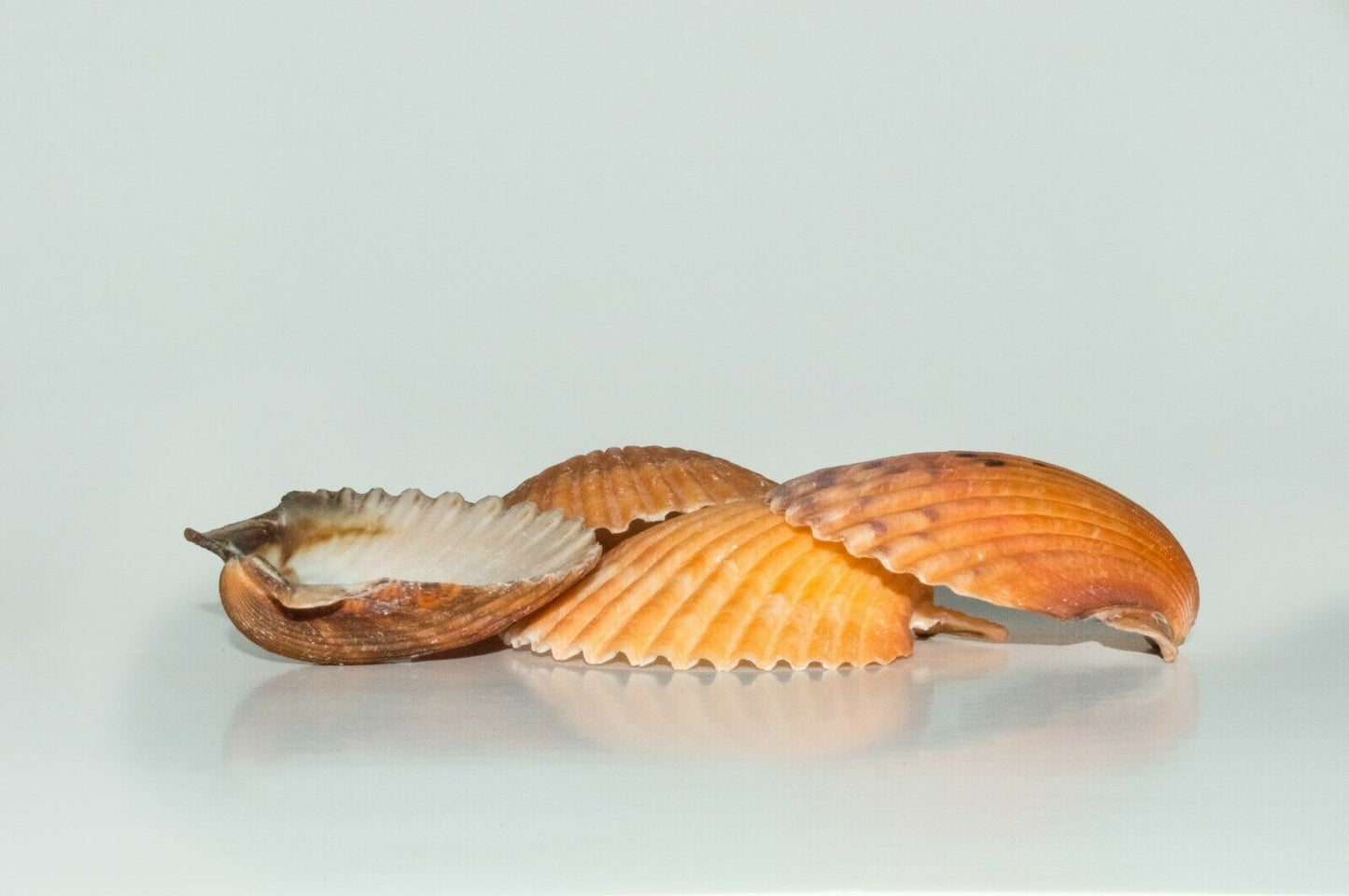 Orange Pecten Sea Shell Beach Craft Scallop 2" - 3" (4 PCS ) #JC-31