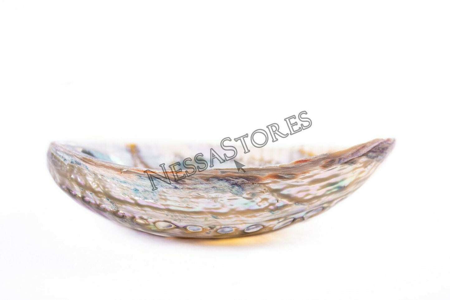 Green Abalone Sea Shell BOTH Side Polished Beach Craft 6" - 7" (1 pc) #JC-67