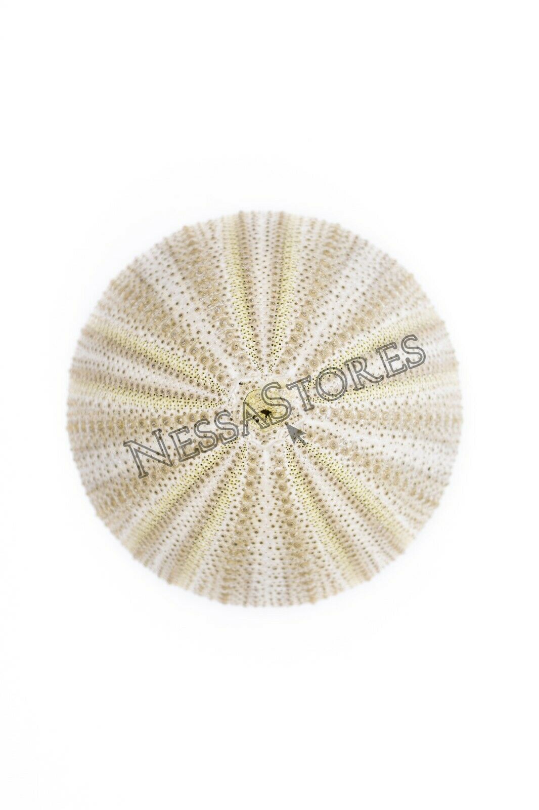 Green Sea Urchins Seashells Beach Wedding Nautical Craft 1" -2" (1 pc)#JC-29