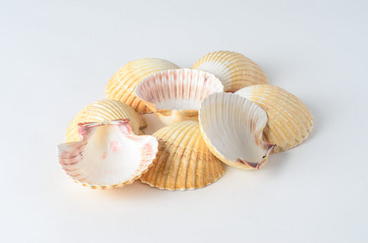 Mexican Deep Sea Shell Beach Craft Scallop 2 1/2" - 3" (8 pcs ) #JC-32