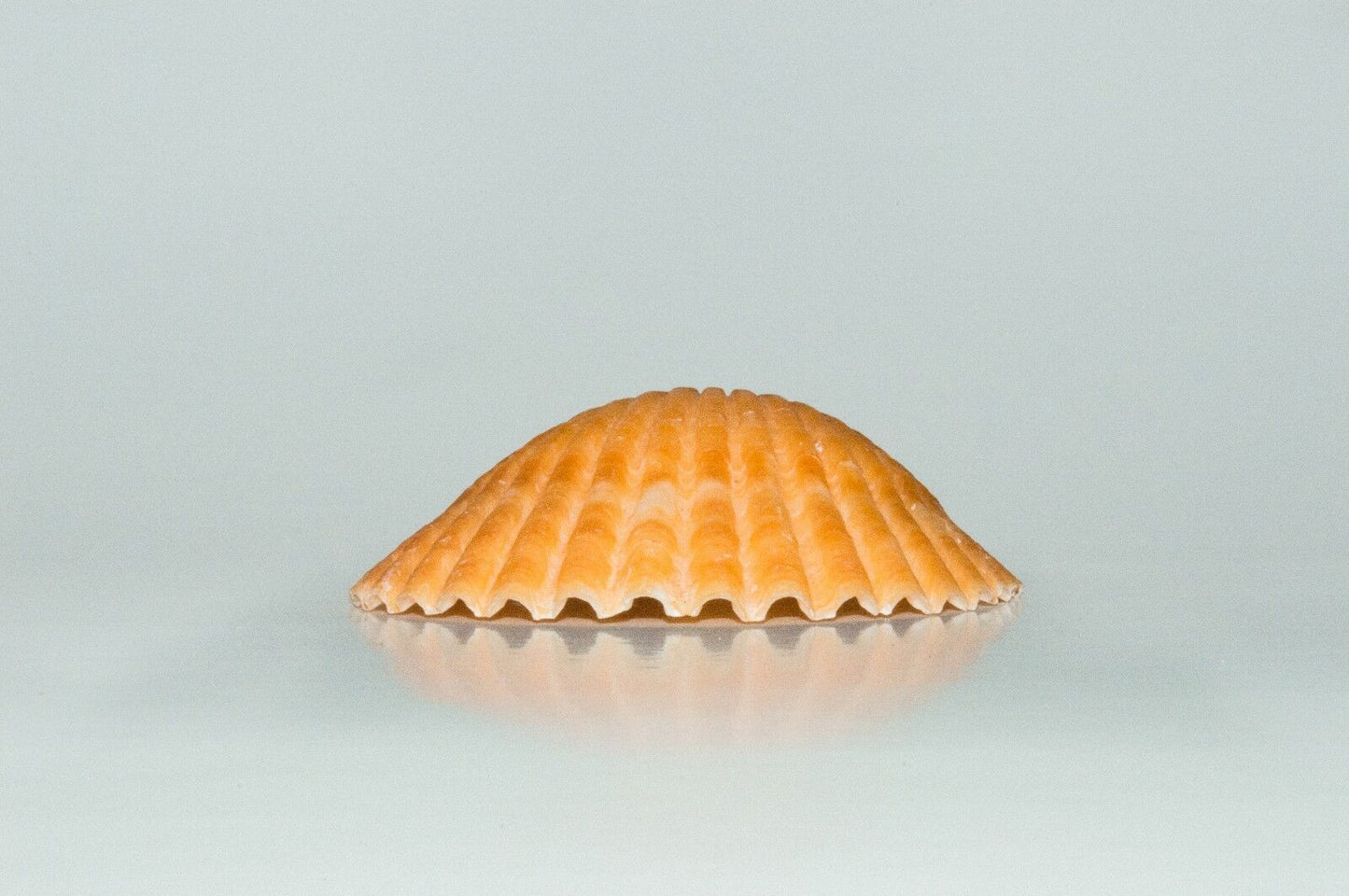 NessaStores Orange Pecten Sea Shell Beach Craft Scallop 2" - 3" (8 PCS ) #JC-31