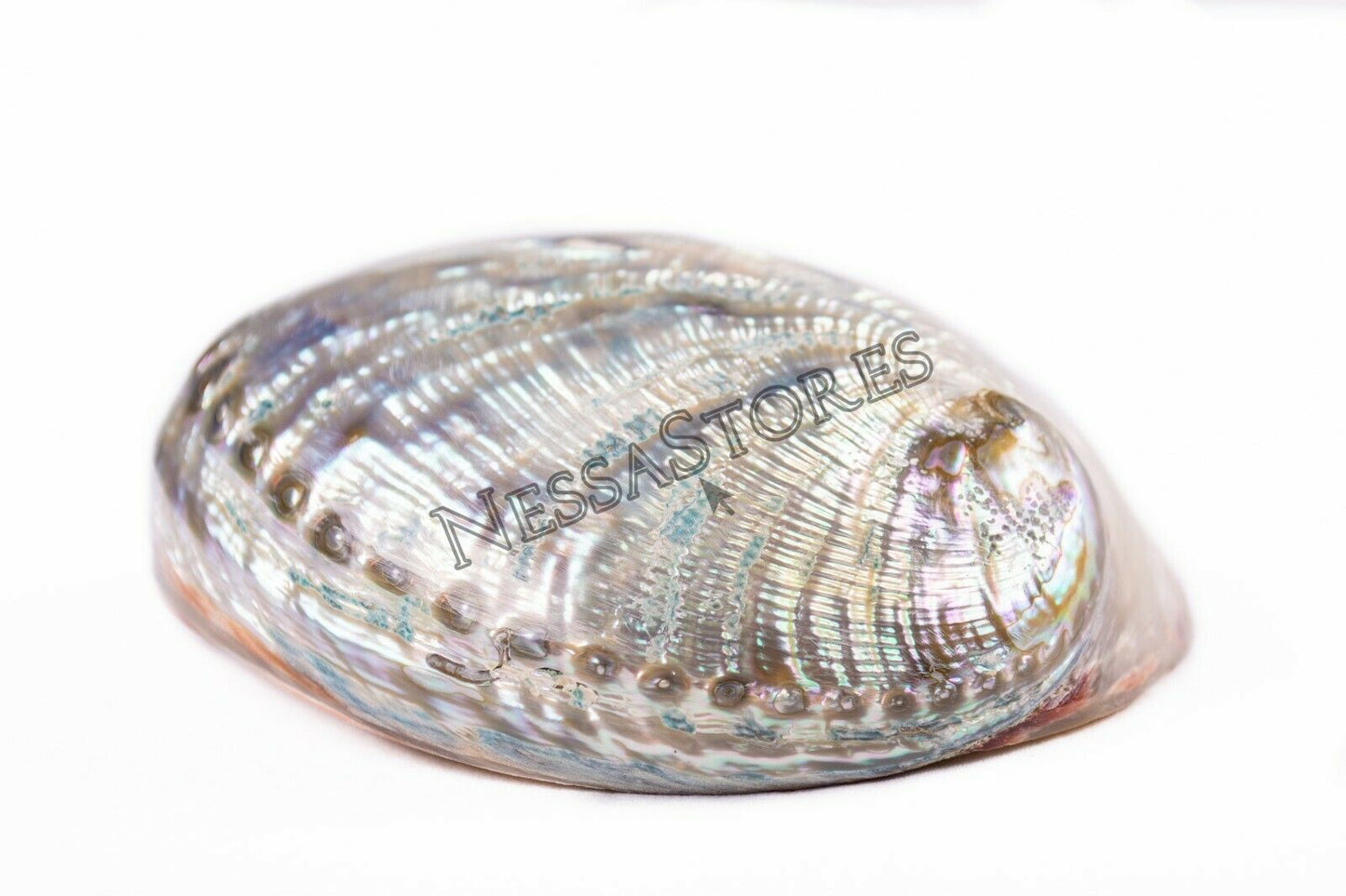 Green Abalone Sea Shell BOTH Side Polished Beach Craft 6" - 7" (4 pcs) #JC-67