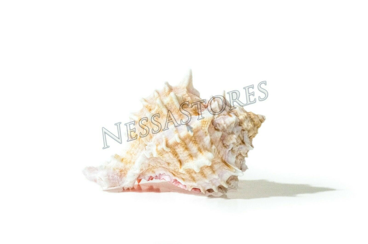 Pink Murex Phyllonotus erythrostomu Hermit Crab Sea Shell 3 1/2"-4"(9 pcs)#JC-41