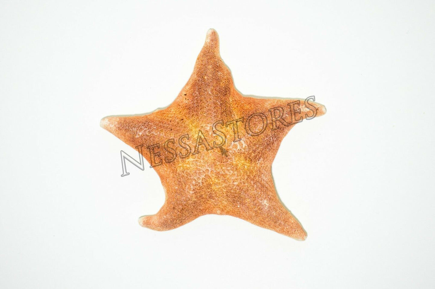 Bat Starfish Sea Shell Beach Wedding Real Craft 4" - 5" ( 4 Pcs) #JC-54