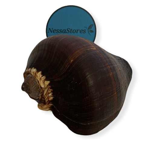 NessaStores Natural Fiber Conch Sea Shell Beach Home Decor 4"-5" (1 pc) #JC-074