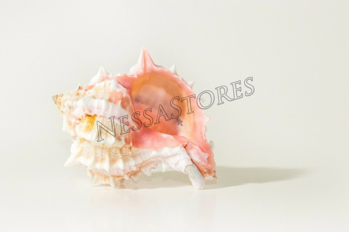 Pink Murex Phyllonotus erythrostomu Hermit Crab Sea Shell 3" - 3 1/2" ( 48 pcs)