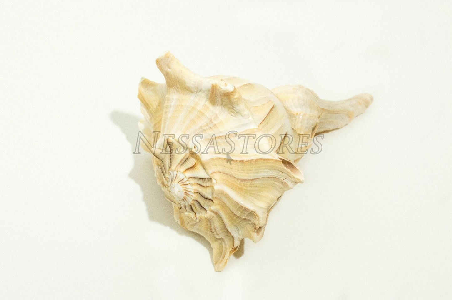 Natural Left Hand Whelk Sea Shell Beach Home Decor 7" - 8" (8 pcs)