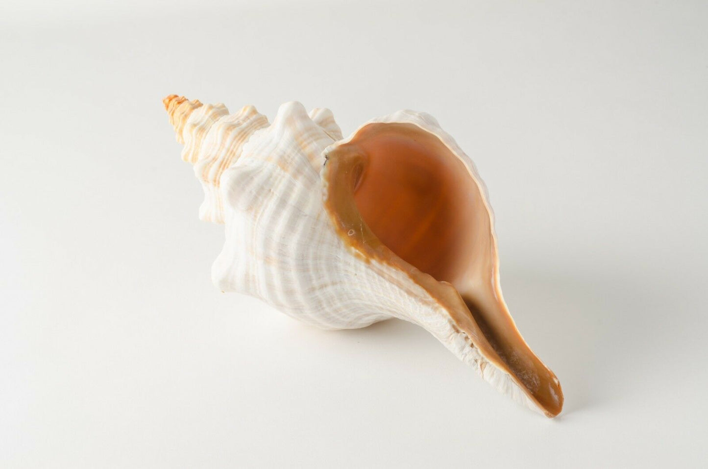 Natural Horse Conch Sea Shell Beach Home Decor 12" - 13" (1 pc) #JC-77